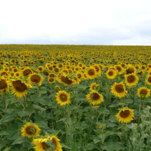 Hungarian countryside